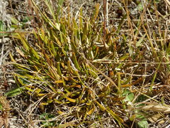 Carmichaelia corrugata