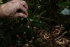Litsea reticulata