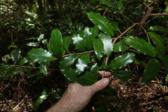 Litsea reticulata