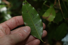 Litsea reticulata