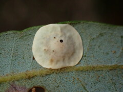 Paracraspis guadaloupensis