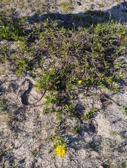 Grindelia atlantica