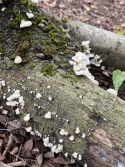 Crepidotus