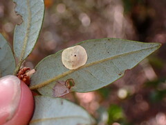 Paracraspis guadaloupensis