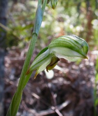 Pterostylis lineata