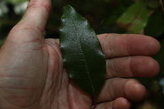 Litsea reticulata