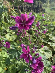 Malva sylvestris mauritiana