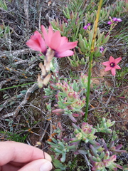 Ixia vanzijliae