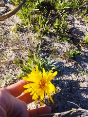 Grindelia atlantica