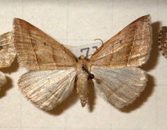 Petrophora chlorosata