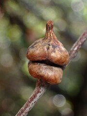 Heteroecus sanctaeclarae