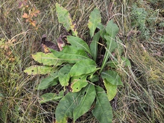 Pulmonaria mollis