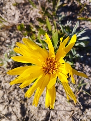 Grindelia atlantica