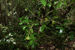 Litsea reticulata