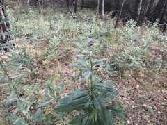 Cirsium arvense integrifolium