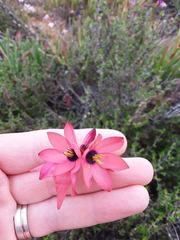 Ixia vanzijliae