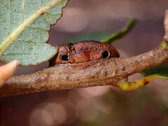 Disholandricus chrysolepidis