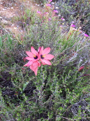 Ixia vanzijliae