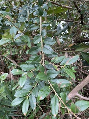 Ligustrum liukiuense