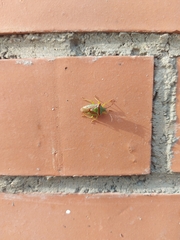 Acanthosoma haemorrhoidale