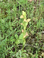 Pterostylis mutica