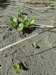 Calystegia soldanella