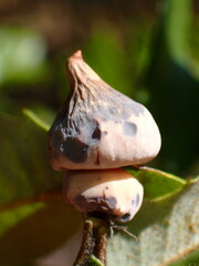 Heteroecus sanctaeclarae