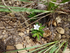 Craterocapsa tarsodes