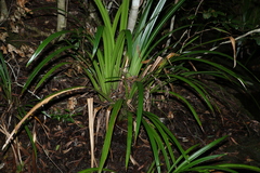 Helmholtzia glaberrima