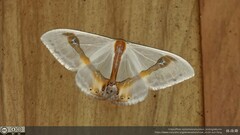 Macrocilix mysticata