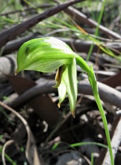 Pterostylis lineata