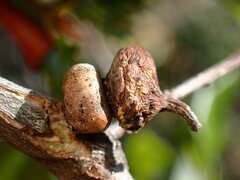 Heteroecus sanctaeclarae