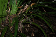 Helmholtzia glaberrima