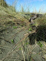 Calystegia soldanella