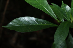 Atractocarpus benthamianus