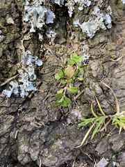 Polycarpon tetraphyllum