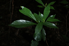 Atractocarpus benthamianus