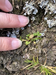 Polycarpon tetraphyllum