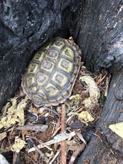 Homopus areolatus