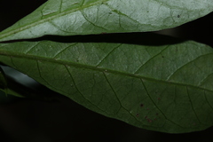 Atractocarpus benthamianus