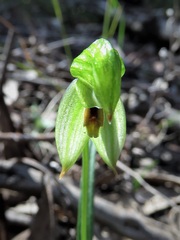 Pterostylis lineata