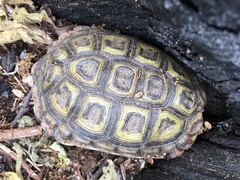 Homopus areolatus