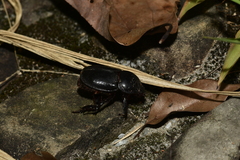 Trichogomphus mongol