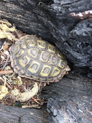 Homopus areolatus