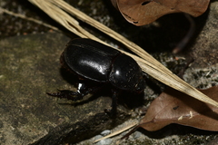 Trichogomphus mongol