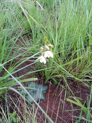Ledebouria ovatifolia