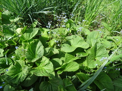 Brunnera sibirica