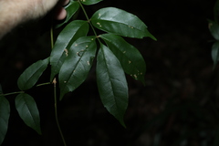 Pandorea baileyana