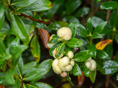Exobasidium rhododendri