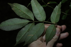 Pandorea baileyana